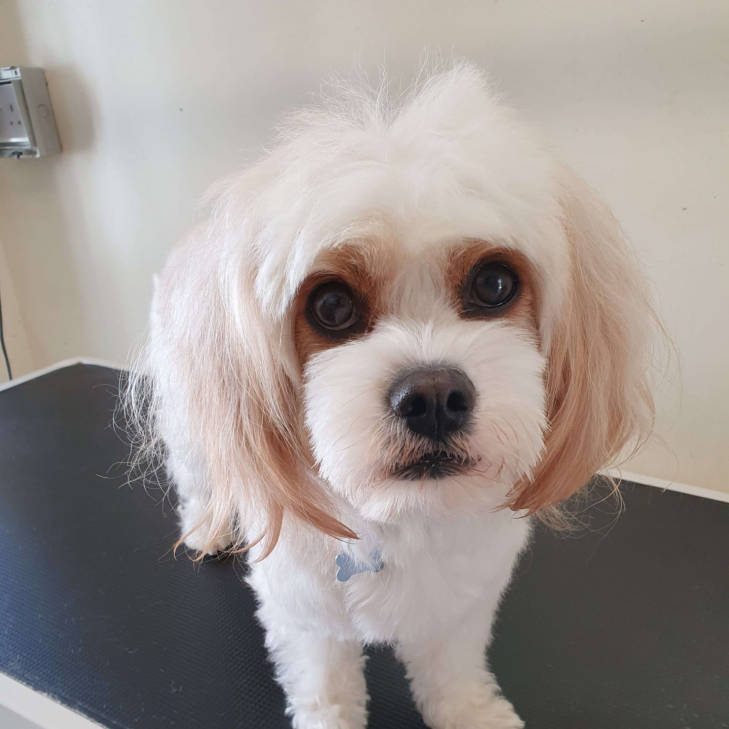 worthing dog groomer - teddy - cavachon